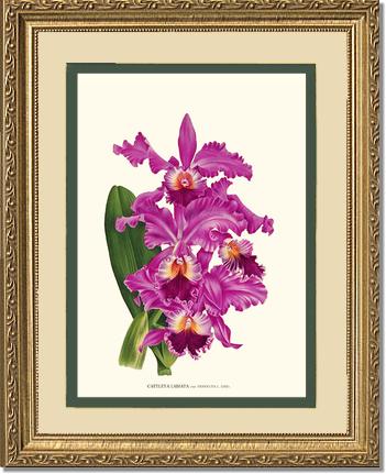 Cattleya labiata | Orchid Wall Art Print