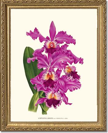 Cattleya labiata | Orchid Wall Art Print
