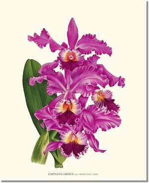Orchid Print: Cattleya labiata