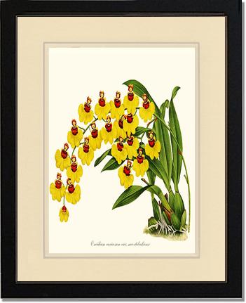 Oncidium varicosum | Orchid Wall Art Print