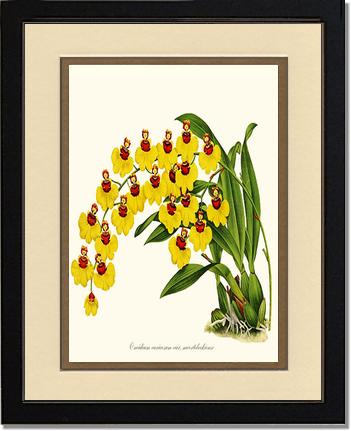 Oncidium varicosum | Orchid Wall Art Print