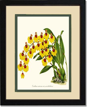 Oncidium varicosum | Orchid Wall Art Print