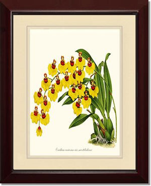 Oncidium varicosum