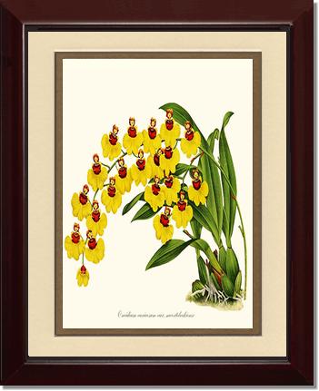 Oncidium varicosum | Orchid Wall Art Print