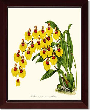 Oncidium varicosum