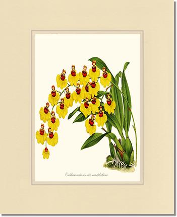 Oncidium varicosum | Orchid Wall Art Print