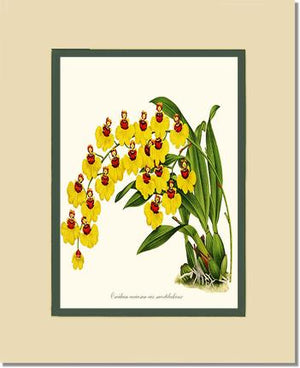 Oncidium varicosum