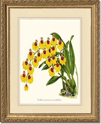Oncidium varicosum | Orchid Wall Art Print
