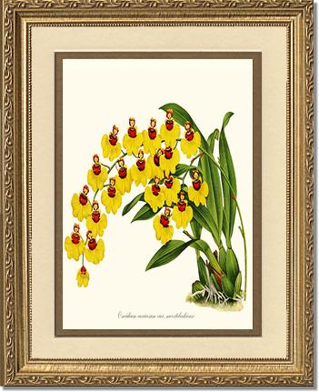 Oncidium varicosum | Orchid Wall Art Print