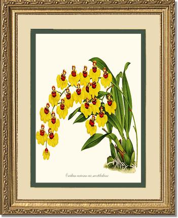 Oncidium varicosum | Orchid Wall Art Print