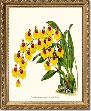 Oncidium varicosum | Orchid Wall Art Print