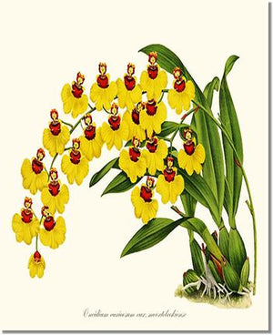 Orchid Print: Oncidium varicosum