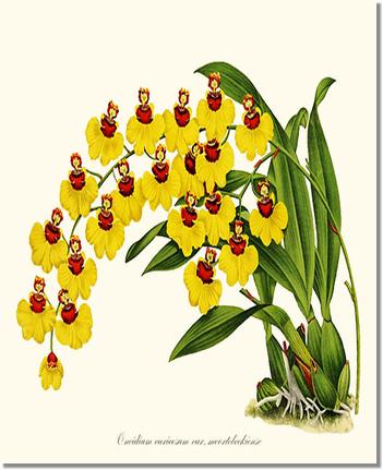 Oncidium varicosum | Orchid Wall Art Print