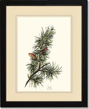 Cedar Tree Print - Charting Nature
