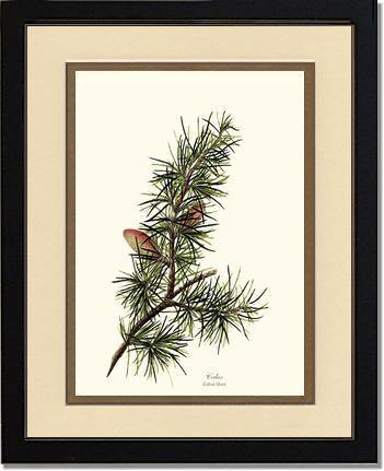 Cedar Tree Print: Vintage Botanical Trees and Grasses Wall Art