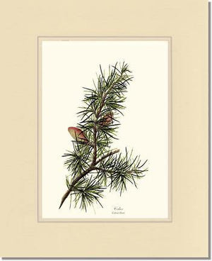 Cedar Tree Print - Charting Nature