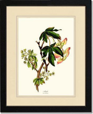 Maple Tree - Charting Nature