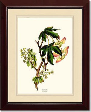 Maple Tree - Charting Nature