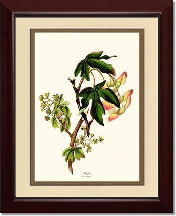 Maple Tree - Charting Nature