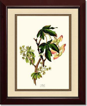 Maple Tree - Charting Nature