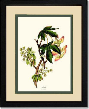 Maple Tree - Charting Nature