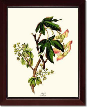 Maple Tree - Charting Nature