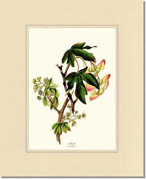 Maple Tree - Charting Nature