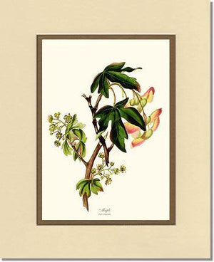 Maple Tree - Charting Nature