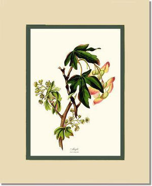 Maple Tree - Charting Nature