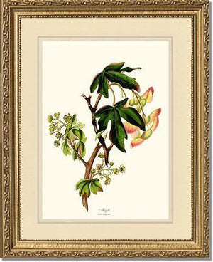 Maple Tree - Charting Nature