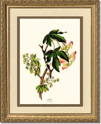 Maple Tree - Charting Nature