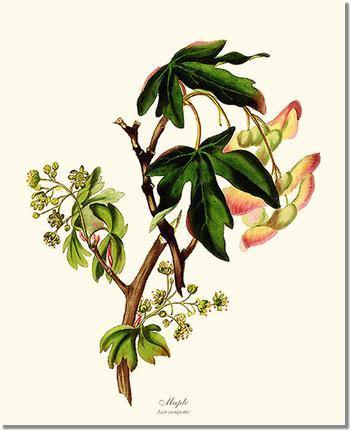 Maple Tree - Charting Nature
