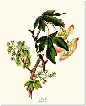 Maple Tree - Charting Nature
