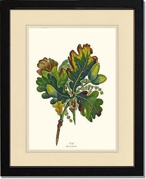 Oak Tree - Charting Nature