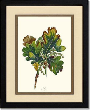 Oak Tree - Charting Nature