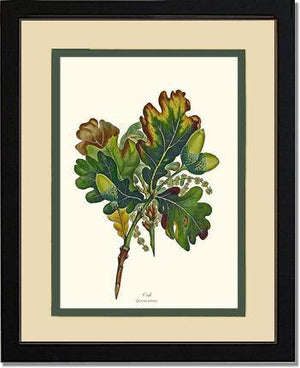 Oak Tree - Charting Nature