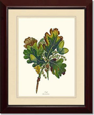 Oak Tree - Charting Nature