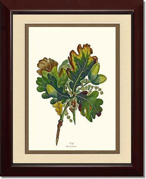 Oak Tree - Charting Nature