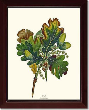 Oak Tree - Charting Nature