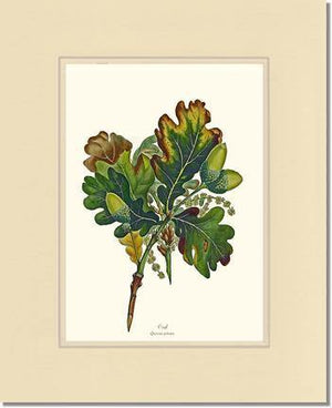 Oak Tree - Charting Nature
