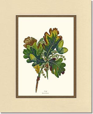 Oak Tree - Charting Nature