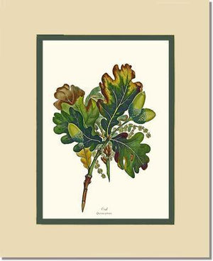 Oak Tree - Charting Nature