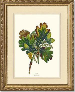 Oak Tree - Charting Nature