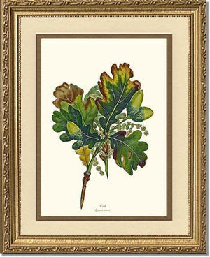 Oak Tree - Charting Nature