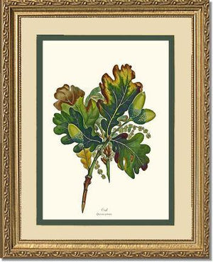 Oak Tree - Charting Nature
