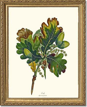 Oak Tree - Charting Nature