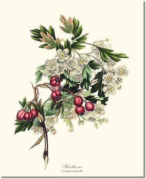 Hawthorn Tree - Charting Nature