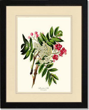 Mountain Ash Tree - Charting Nature