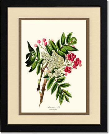 Mountain Ash Tree - Charting Nature