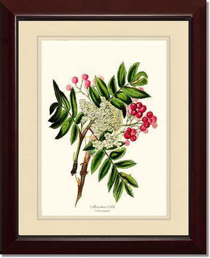 Mountain Ash Tree - Charting Nature